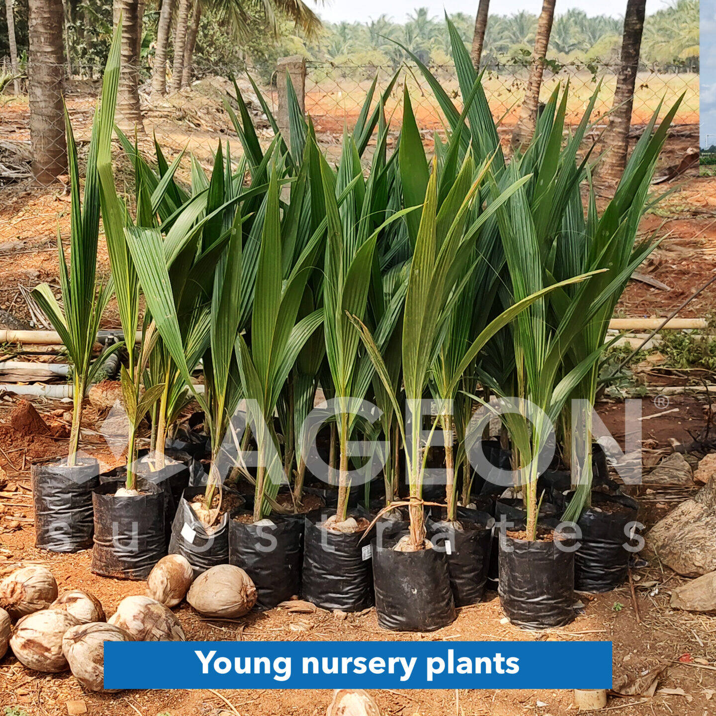 Young nursery plants_AgeonSubstrates