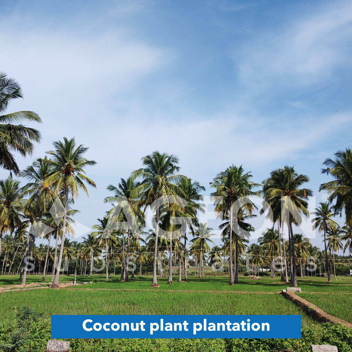 Coconut plant plantation_AgeonSubstrates