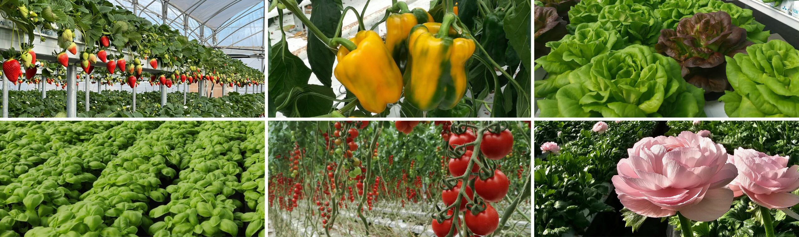 All_Crops_AgeonSubstrates